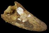 Cretaceous Fossil Crocodile Tooth - Morocco #122455-1